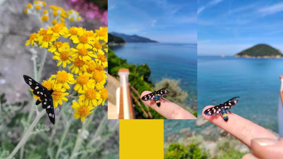 Hotel Scoglio Bianco Portoferraio Dış mekan fotoğraf
